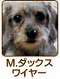 �ߥ˥��奢���å����ե�� �磻�䡼